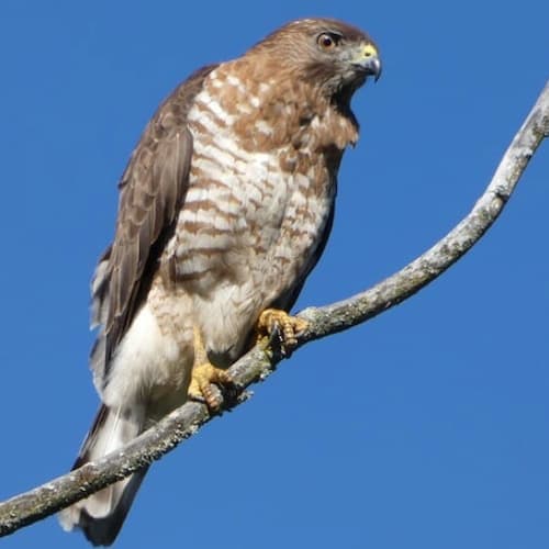 Broad-winged Hawk