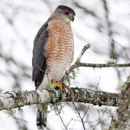 Cooper’s Hawk