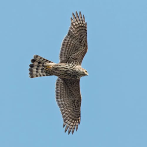 Northern Goshawk