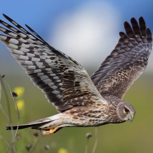 Northern Harrier