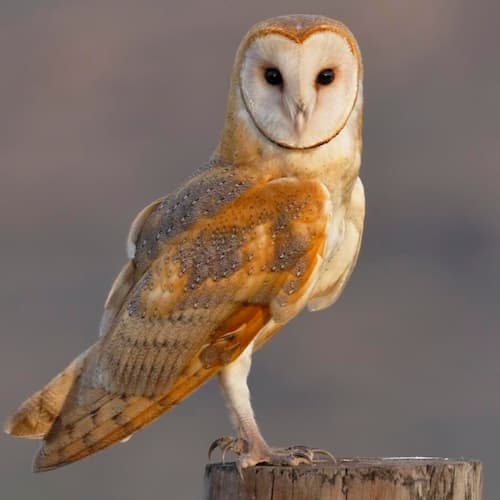 Barn Owl