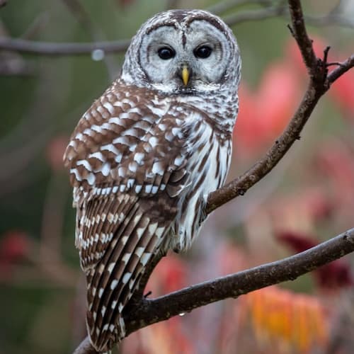 Barred Owl