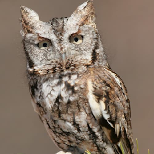 Eastern Screech Owl
