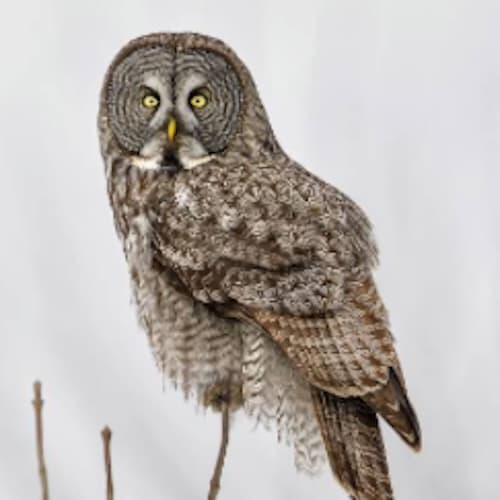 Great Gray Owl