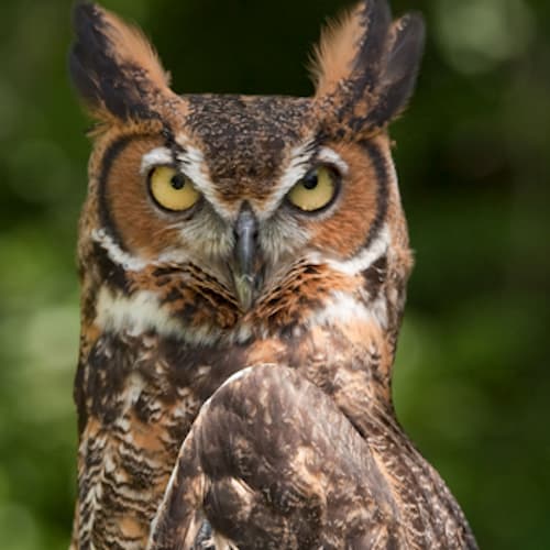 Great Horned Owl