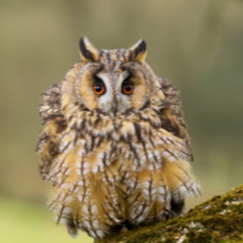 Long-eared Owl