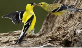 Finch-American Goldfinch