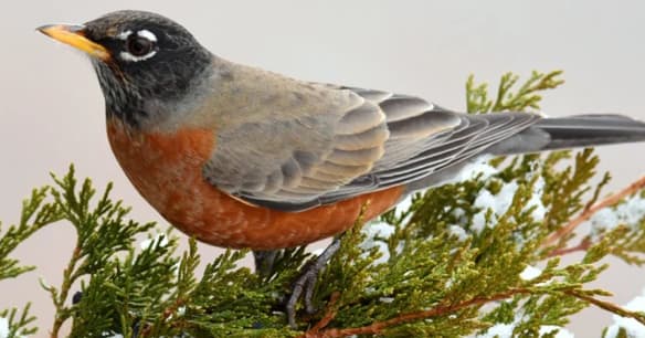 American Robin
