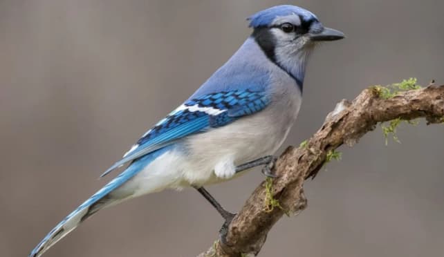 Blue Jay