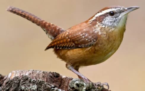 Wren-Carolina Wren