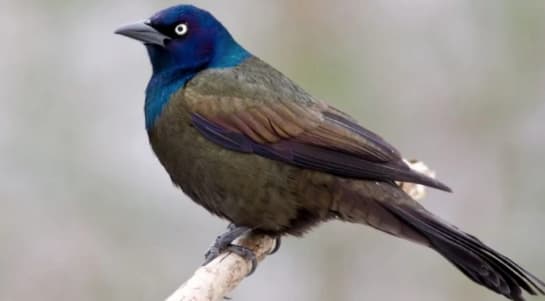 Crows-Common Grackel