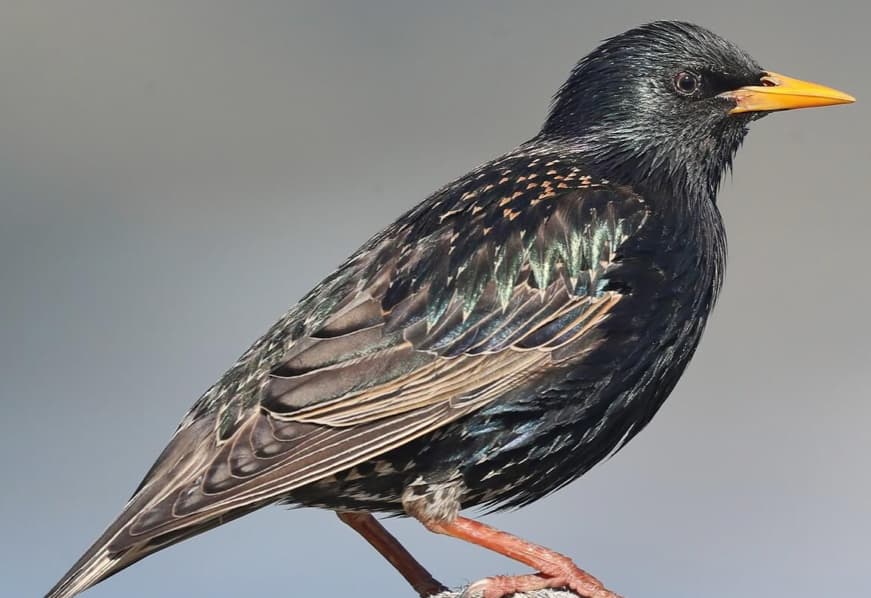Starling (European)