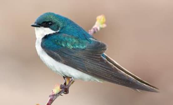 Swallow-Tree Swallow