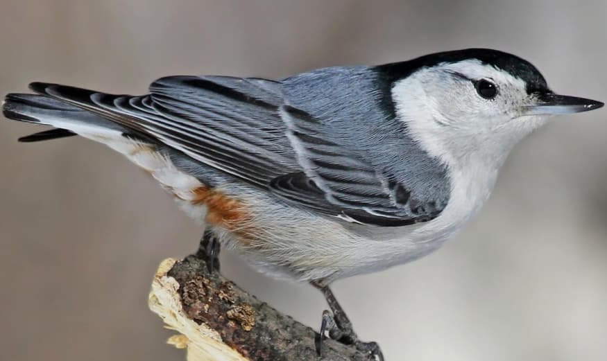 White-brested Nuthatch