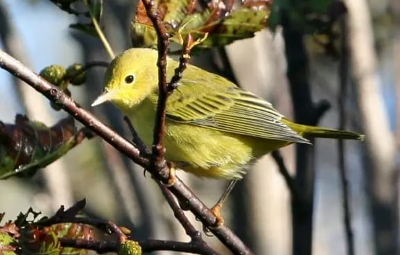 Yellow Warbler