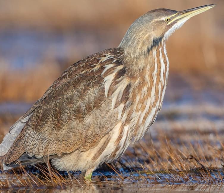 Crains & Herons-American Bittern