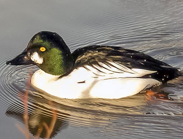 Ducks-Common Goldeneye