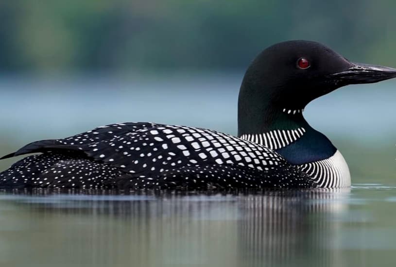 Loons-Common Loon
