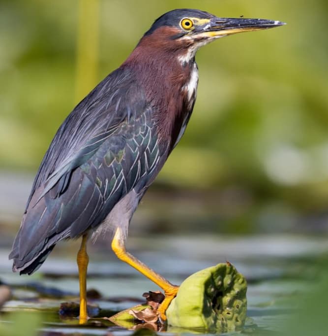 Crains & Herons-Green Heron