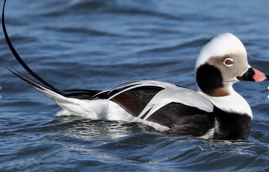 Ducks-Long Tail Duck