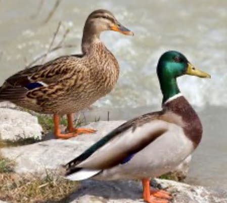 Ducks-Mallard