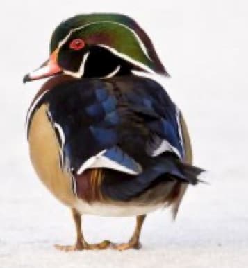 Ducks-Wood Duck