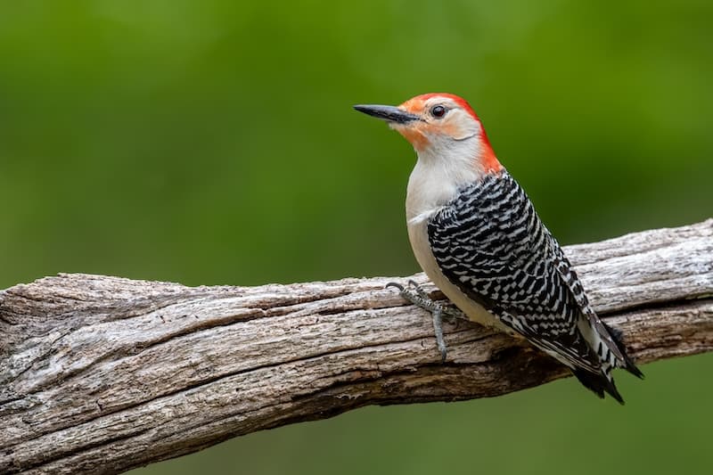 Woodpeckers