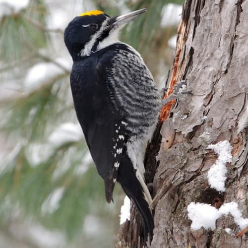 Black-backed Woodpecker