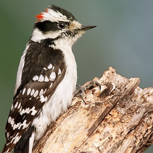 Downy Woodpeckers