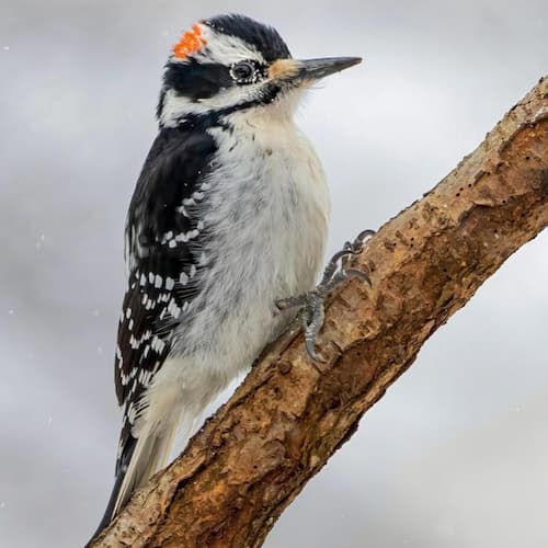 Hairy Woodpecker
