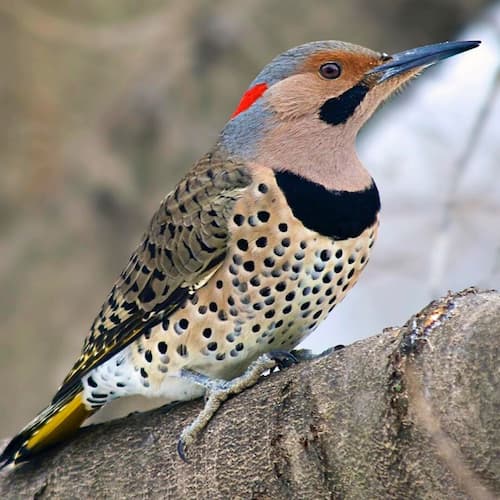 Northern Flicker