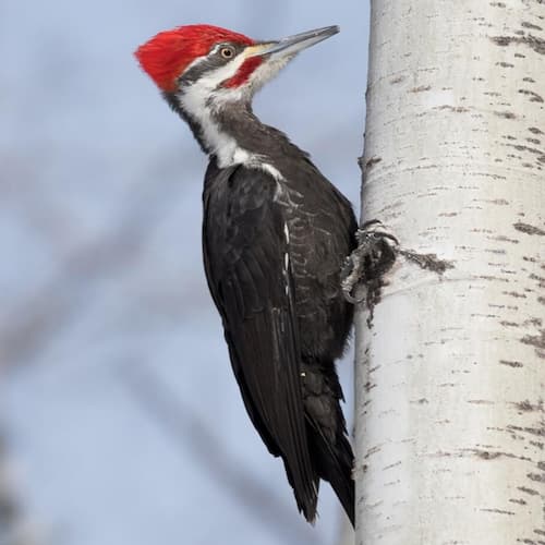 Pileated Woodpecker