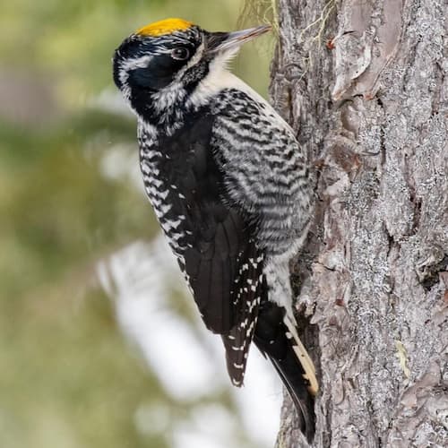 American Three-toed Woodpecker