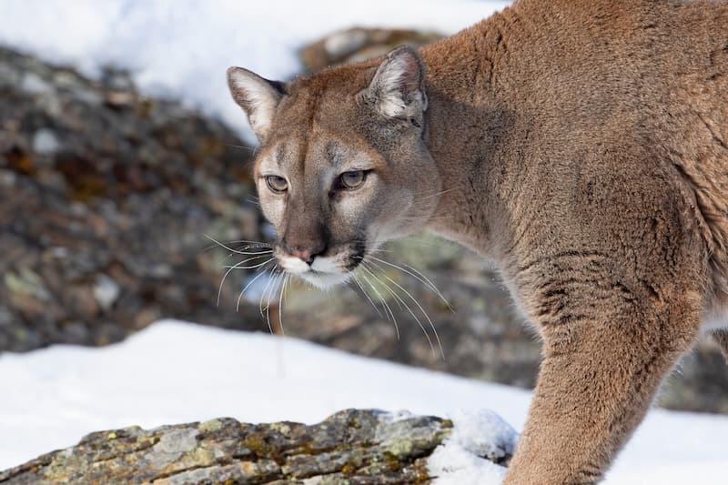 Eastern Cougar