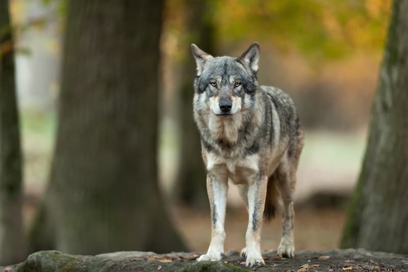 Eastern Wolf