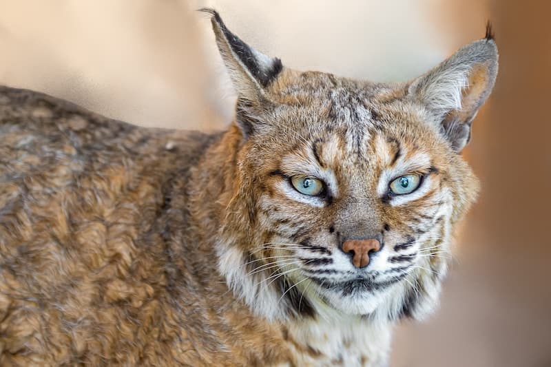 Bobcat