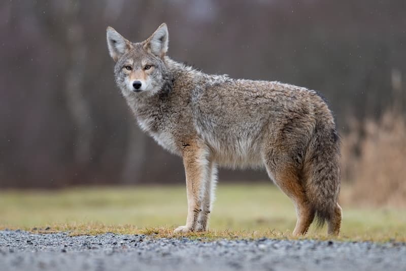 Coyote