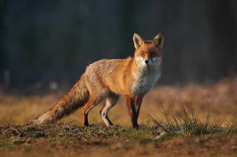 Fox