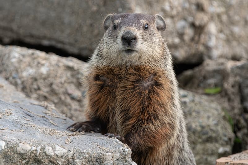 Groundhog