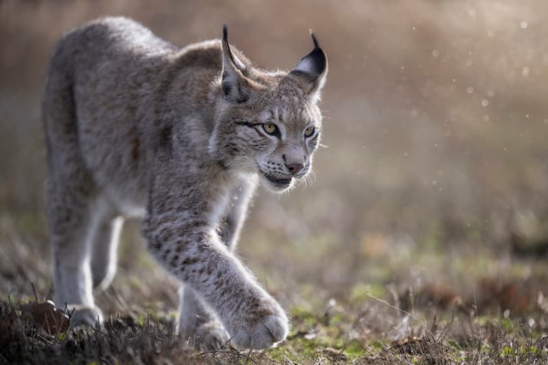Lynx