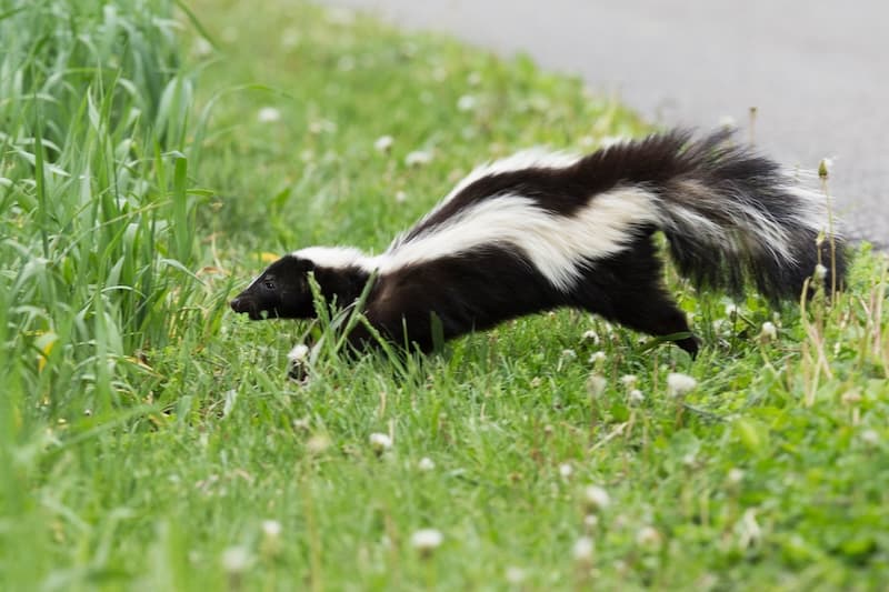 Skunk