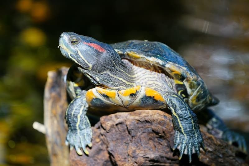 Spiny Softshell Turtle